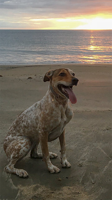 Photo of dog sat on beach in front of the sea and sunset